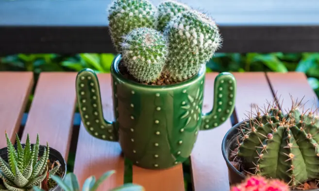 causes of cactus leaning and how to fix them