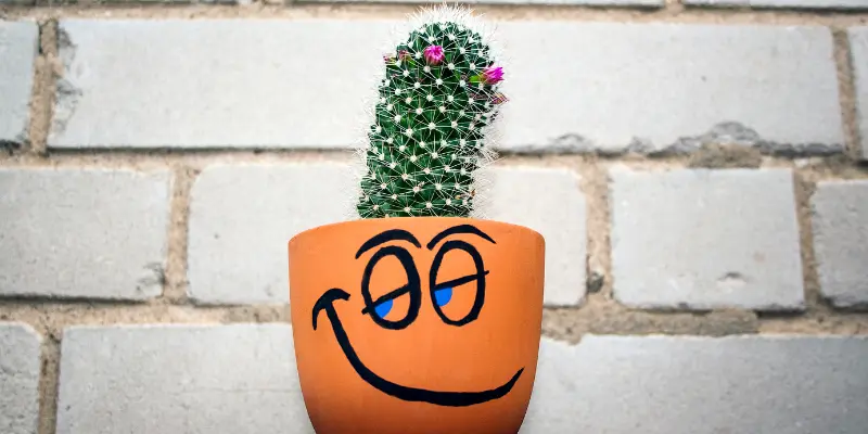 5 causes of cactus leaning and how to fix them