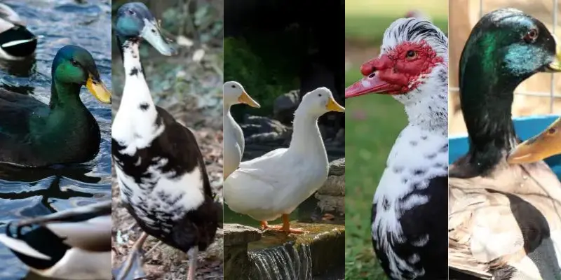 5 friendliest duck breeds