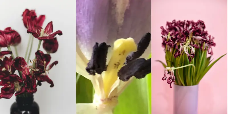 Tulips are Dying? Insider Tips for Bring Them Back to Life