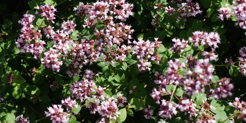 are oregano flowers edible recipes included (1)
