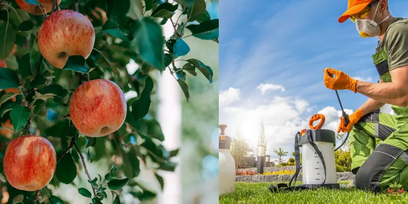 Thriving Orchards: Best Fertilizer for Apple Trees in 2024