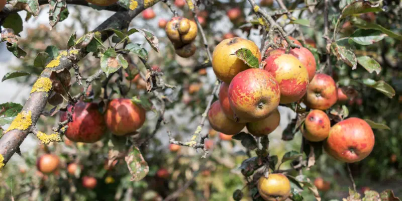 best fertilizer for apple trees