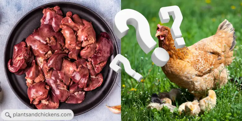 can chickens eat raw liver