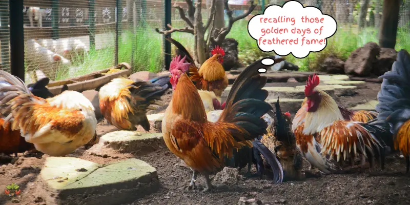 Feathered Geniuses: Do Chickens Have Good Memory?