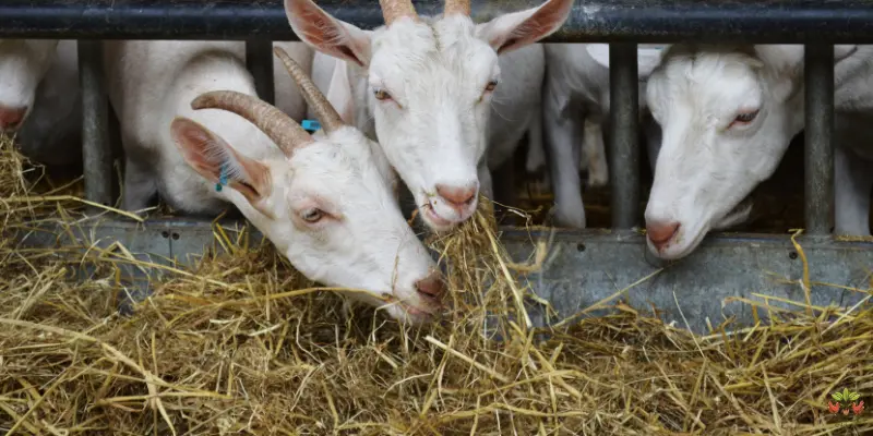 do goats eat hay advice from experts (1)