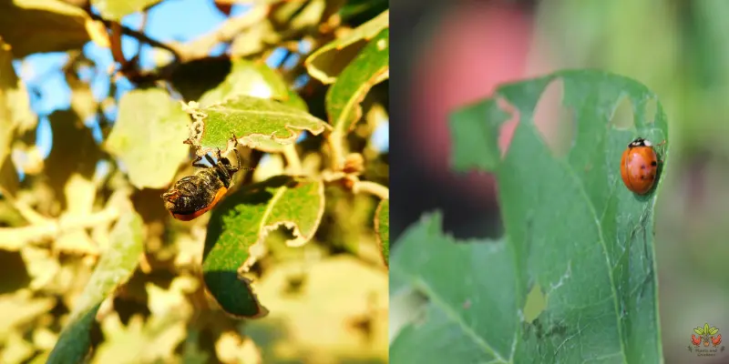 Unlocking Nature’s Mystery: Do Ladybugs Eat Plants? [2024]