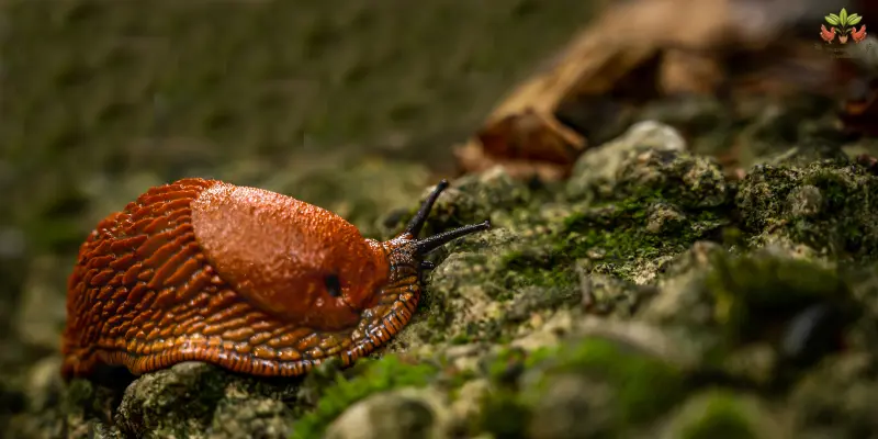 Unraveling Slug Life: Explained Why Do Slugs Have Holes [2024]