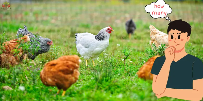 How Many Backyard Chickens Should I Get: Chicken Math Mastery