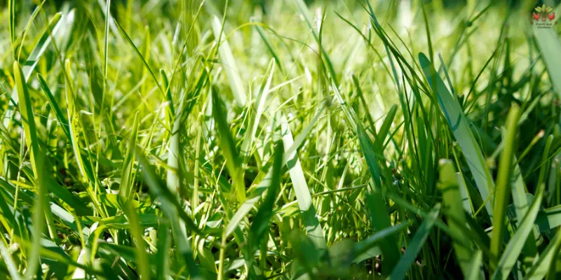 how to care for st augustine grass
