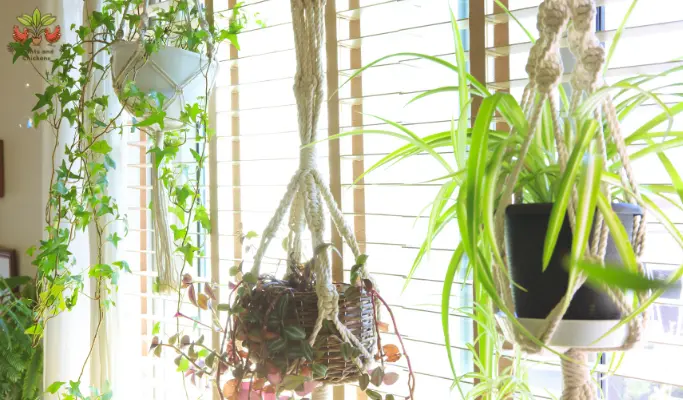 why is my indoor ivy dying easy ways revive your indoor ivy plant