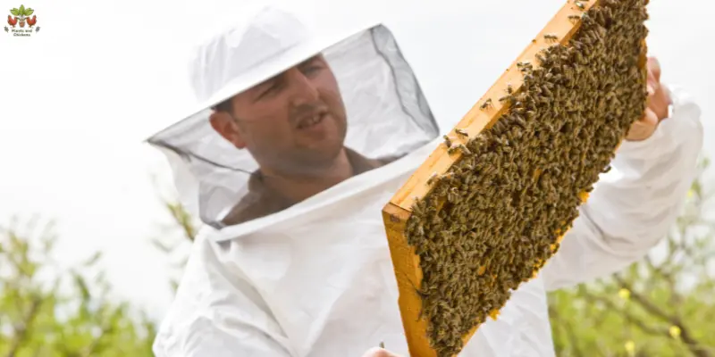 Bee Buzz: Is Beekeeping Hard the Good the Bad and the Ugly?
