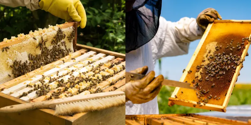 is beekeeping hard the good the bad and the ugly