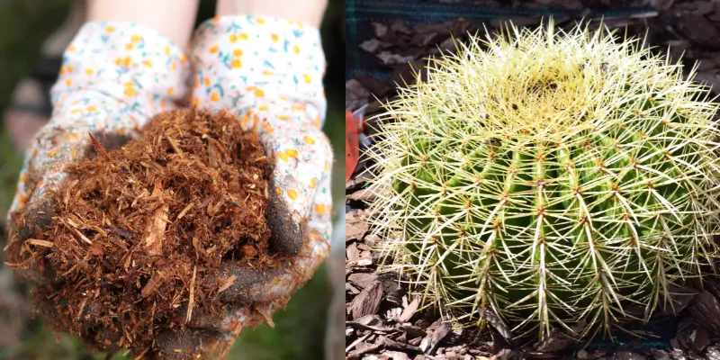 Cactus Secret Soil Recipe: The Best Compost For Cactus [2024]