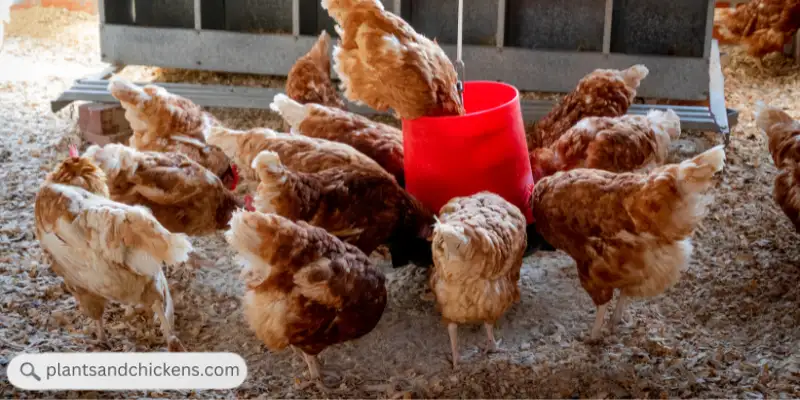 what to feed a mixed flock of hens and roosters