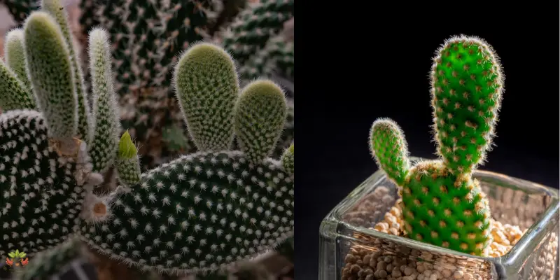 Uplift Bunny Ear Cacti: Why is My Bunny Ear Cactus Drooping?