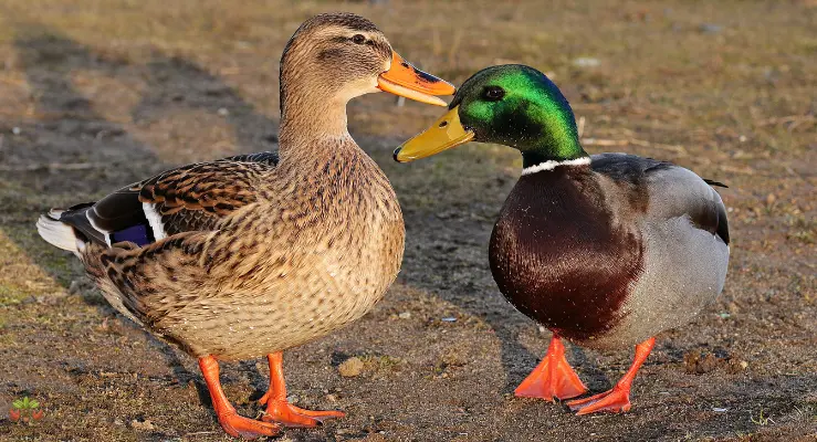 why is my duck panting care for panting ducks (1)