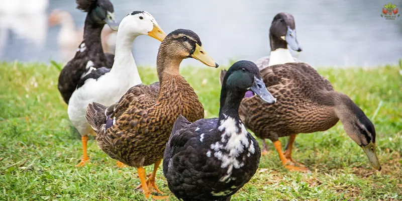 Panting Ducks: Expert Tips for Duck Panting Care [2024]