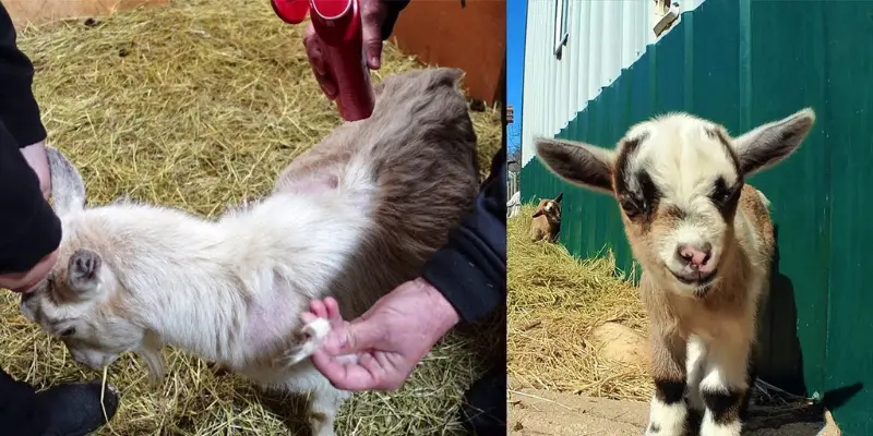 why is my goat losing hair how to treat hair loss in goats (1)