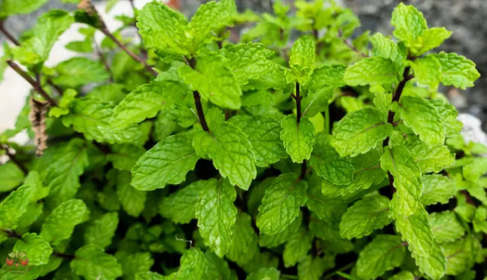 why is my mint plant dying how to save your mint plant (1)
