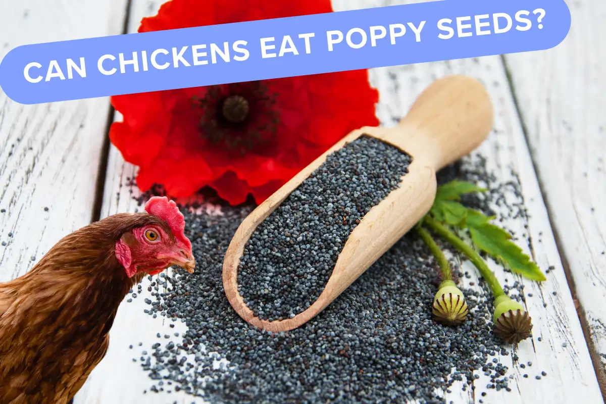 Can Chickens Eat Poppy Seeds