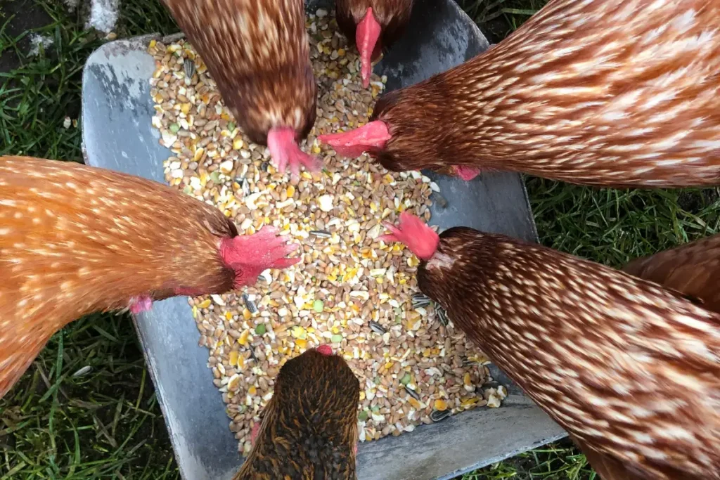 Can Chickens Eat Poppy Seeds