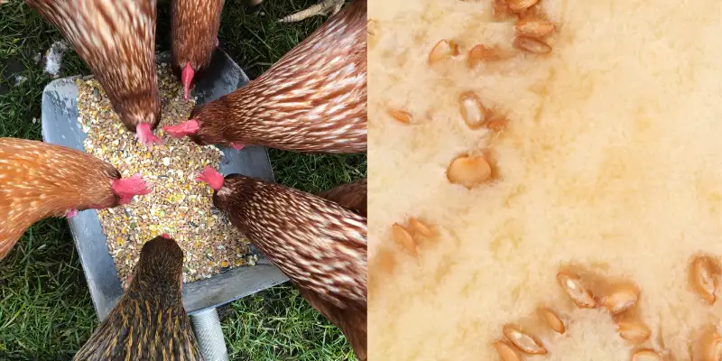 can chickens eat eggplant seeds