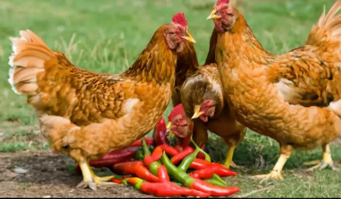 can chickens eat hot banana peppers