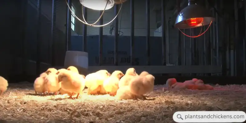 Do Broiler Chicks Need Light at Night? Discover the Truth [2024]
