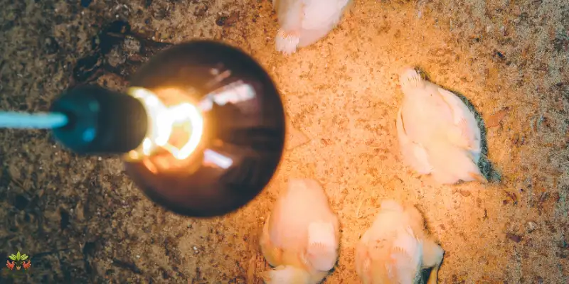 do broiler chicks need light at night