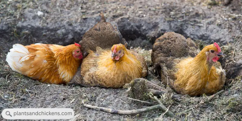 how do i stop my chickens from digging holes