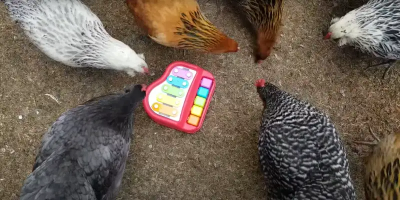 how to keep chickens entertained in their run