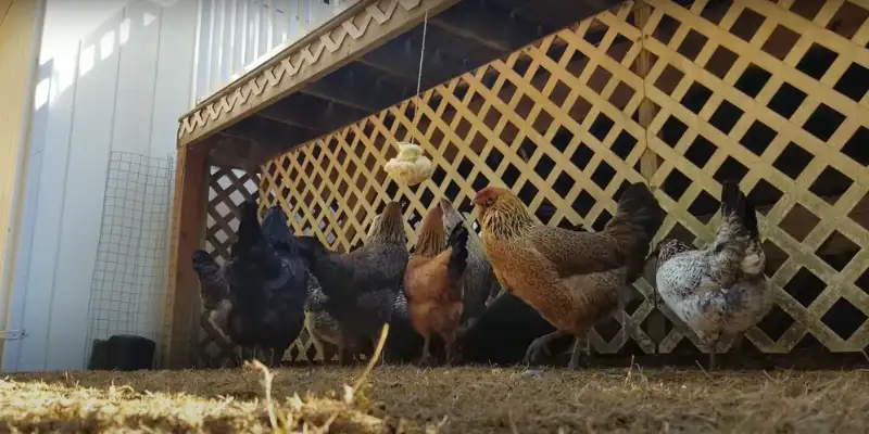 how to keep chickens entertained in their run