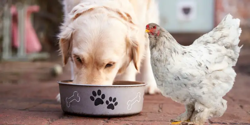 how to keep chickens from eating dog food