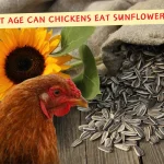 At What Age Can Chickens Eat Sunflower Seeds? [2024]