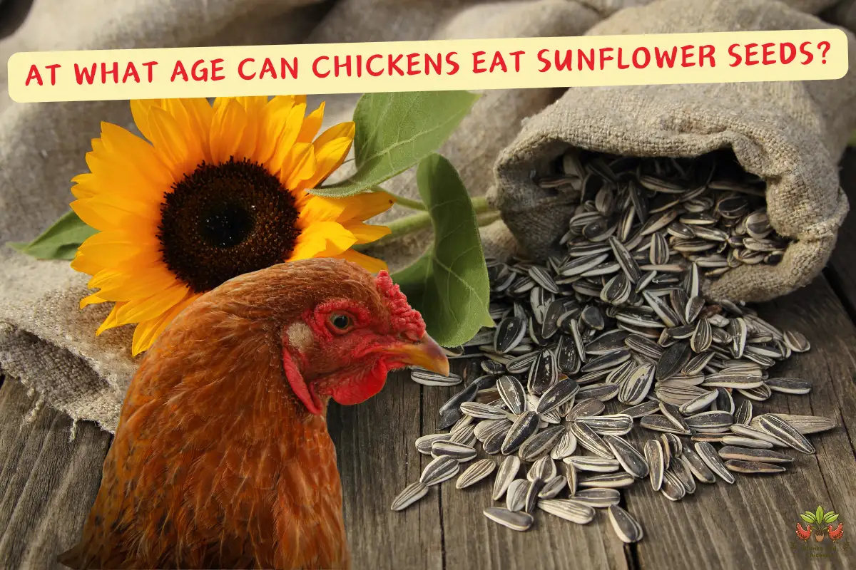 At What Age Can Chickens Eat Sunflower Seeds