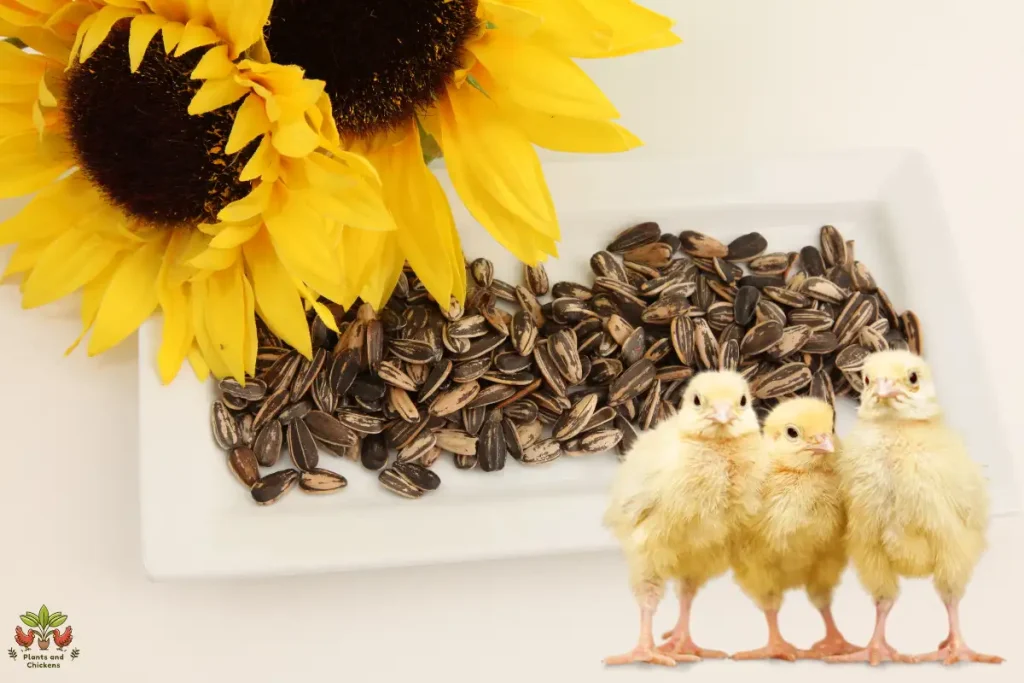 at what age can chickens eat sunflower seeds