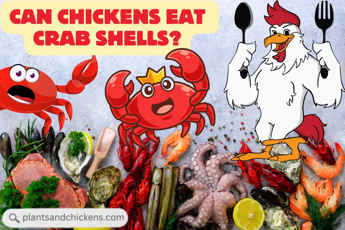 Can Chickens Eat Crab Shells? Unveiling the Nutritional fact
