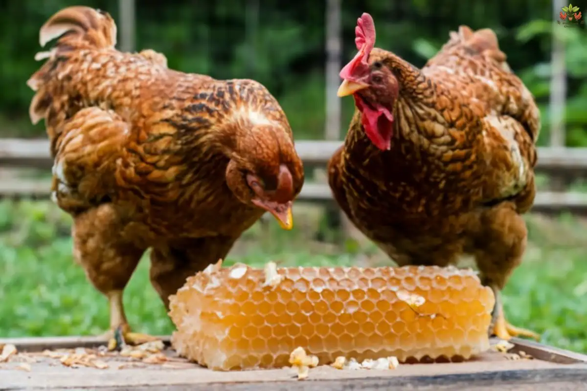 Honey for Hens 101: Is Honey Good for Hens?
