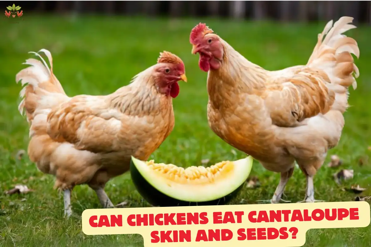 can chickens eat cantaloupe skin and seeds