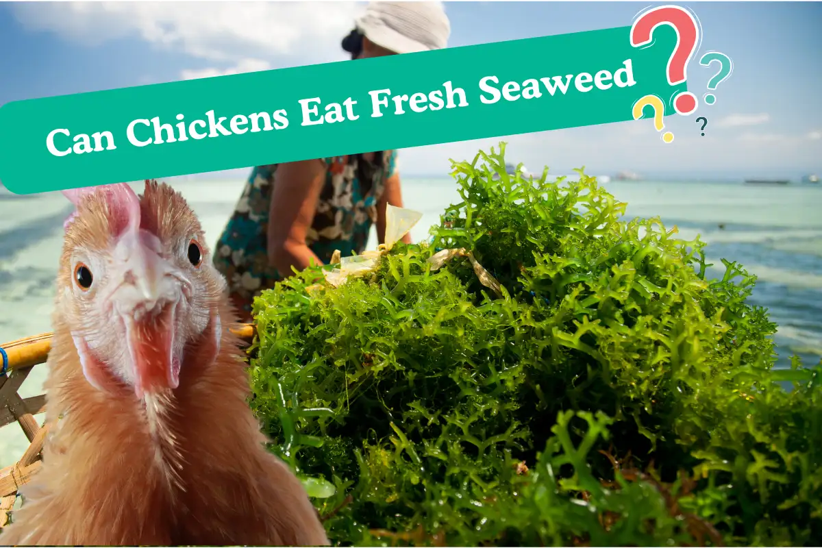can chickens eat fresh seaweed