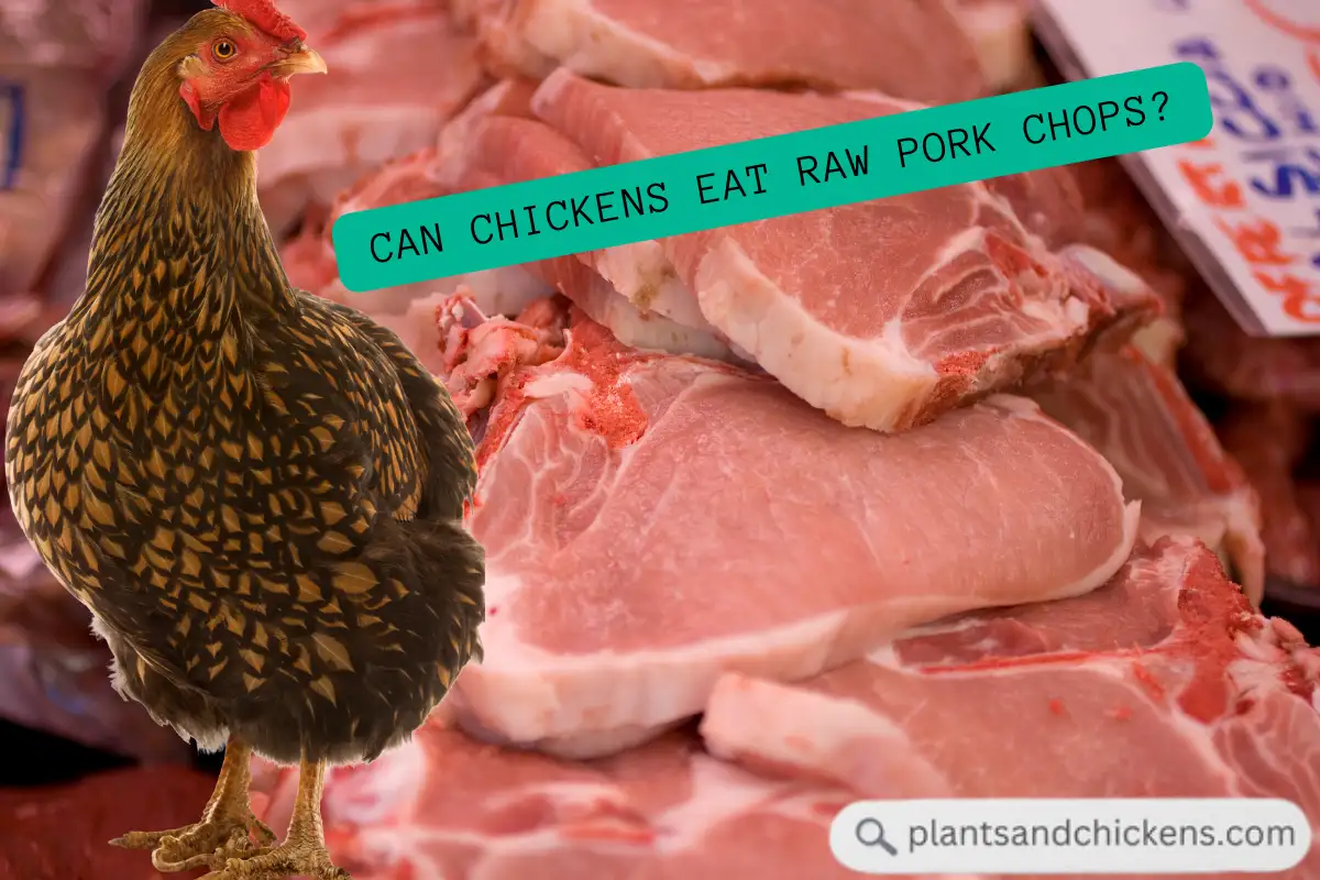 can chickens eat raw pork chops