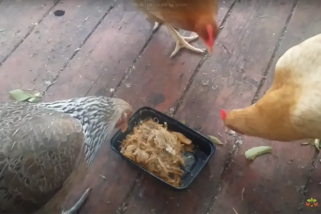 can chickens eat raw pork chops