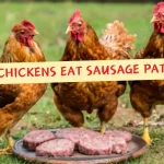 Eggstraordinary Tastes: Can Chickens Eat Sausage Patties?