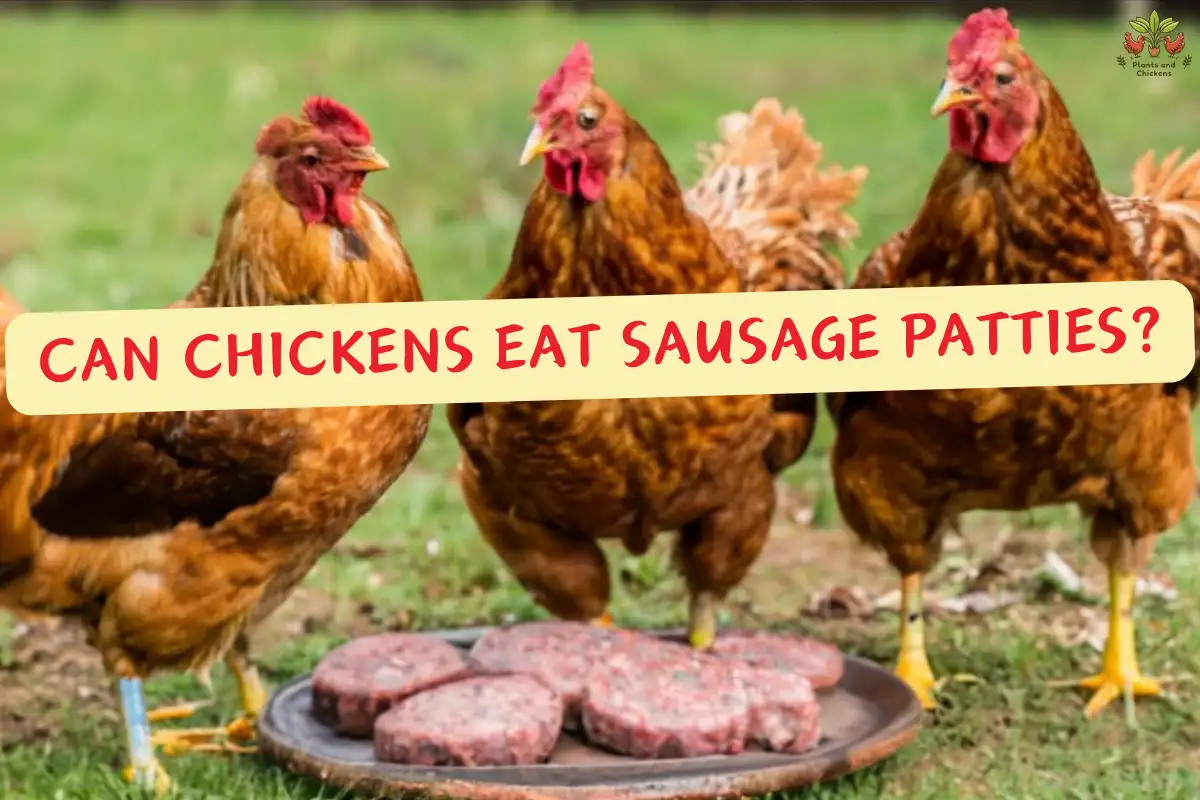 can chickens eat sausage patties