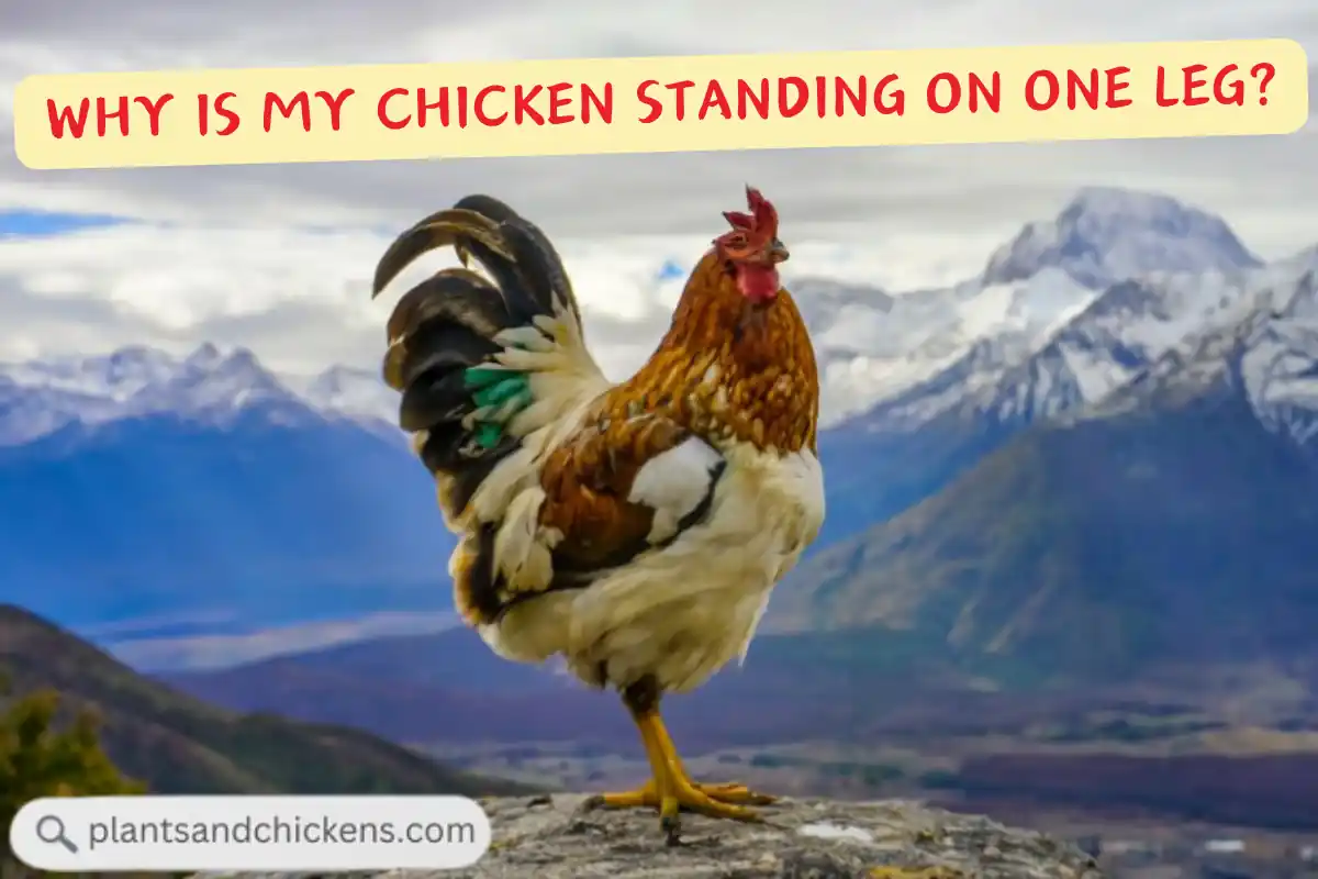 Leg Day Every Day: Why is My Chicken Standing on One Leg?